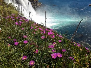 High angle view of crocus flowers growing at sea shore