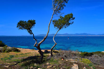 Mallorca Trees