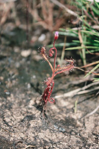 Close-up of red plant on field