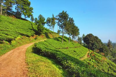 Scenic view of tea plantation against sky