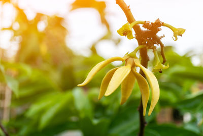 Close-up of yellow flowering plant