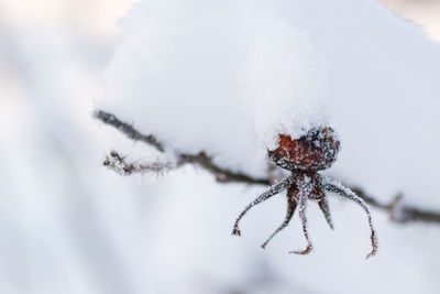Close-up of spider on frozen plant