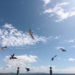 Low angle view of airplane flying in sky