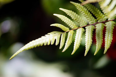 Close-up of fern