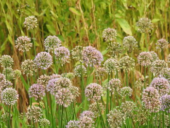 Close-up of purple flowering plants on field