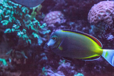 Close-up of fish swimming in sea