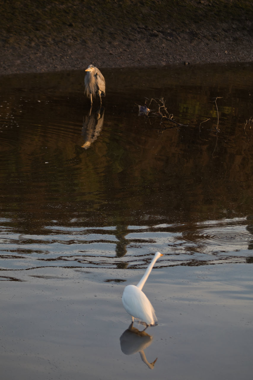 SWANS SWIMMING IN LAKE