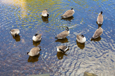 High angle view of ducks swimming in lake