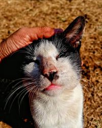 Close-up of hand holding cat