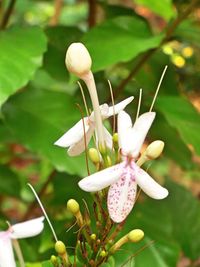 Close-up of flower blooming outdoors