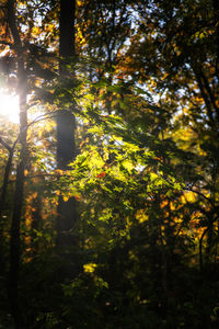 Sunlight streaming through trees in forest