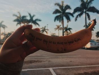 Close-up of hand holding palm tree