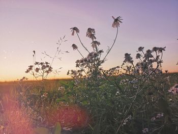 Silhouette plants on field against sky during sunset