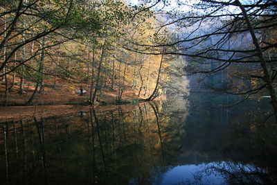 Reflection of trees in water