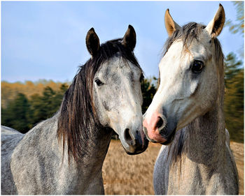 Close-up of horse on field