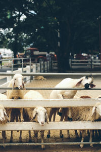 View of an animal against cloudy sky