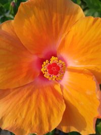 Close-up of yellow flower
