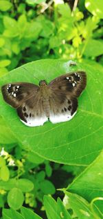 Close-up of butterfly pollinating flower