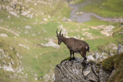Deer standing on rock