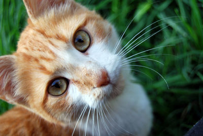 Close-up portrait of cat