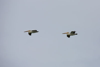 Low angle view of seagulls flying in sky