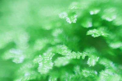 Close-up of green leaves