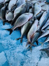 High angle view of fish for sale at market
