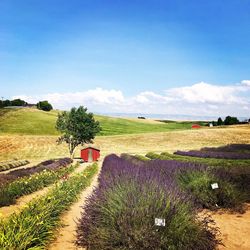 Scenic view of agricultural field against sky