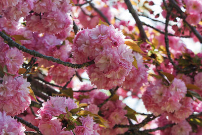 Hanami in Rome