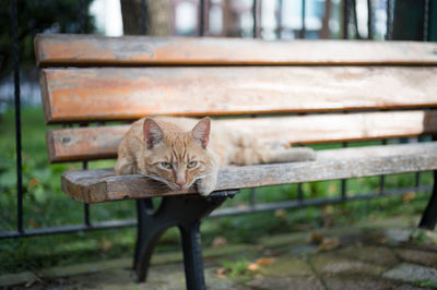 Portrait of ginger cat lying down on bench at park