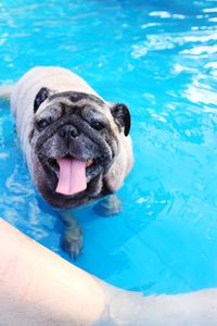 Portrait of a dog in swimming pool