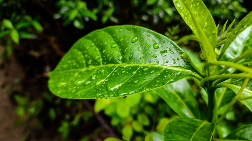 Some rain drop fall on a green leaf.