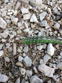 High angle view of insect on stone wall