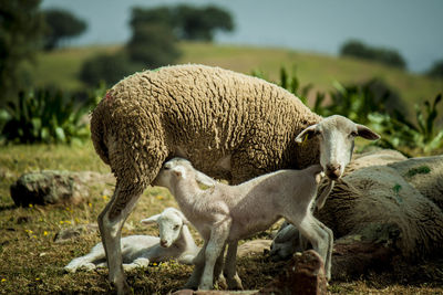 Sheep on field