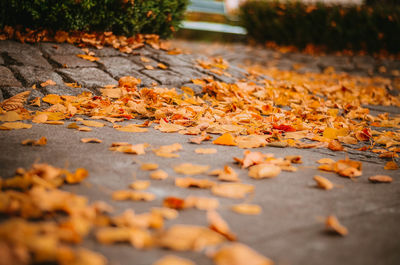 Close-up of autumn leaves fallen on road