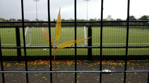 Close-up of plant growing amidst metal fence on field