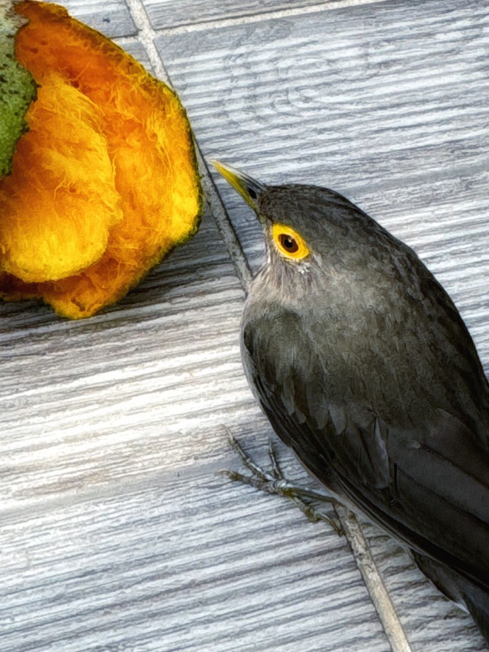 animal, bird, animal themes, yellow, beak, one animal, animal wildlife, wildlife, no people, close-up, blackbird, wood, day, high angle view, food, nature, outdoors