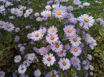 High angle view of daisy flowers