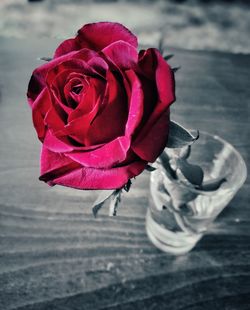 Close-up of red rose blooming outdoors