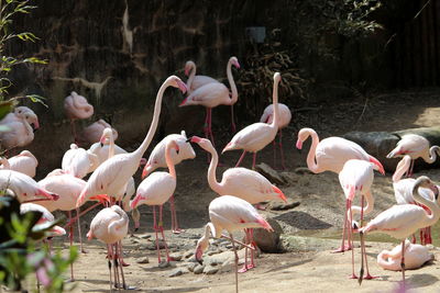 Group of birds in the lake