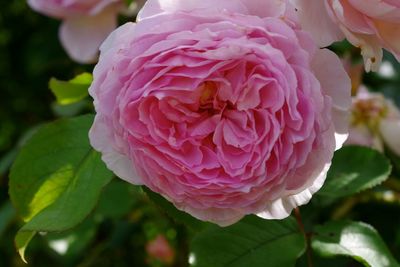 Close-up of pink rose blooming outdoors