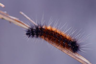 Close-up of insect