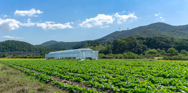 Scenic view of agricultural field against sky