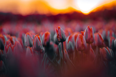 Close-up of flowering plants on field during sunset