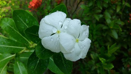 Close-up of water drops on white flower