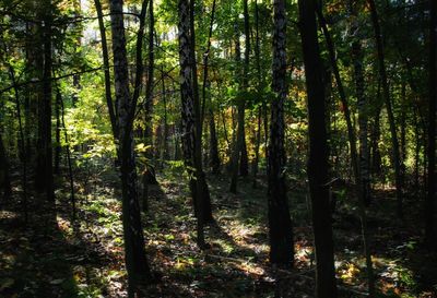 Trees in forest