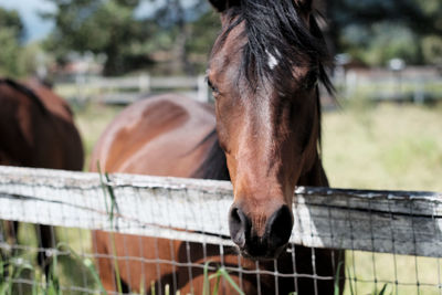 Close-up of horse behind fence