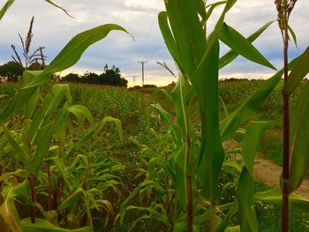 Close-up of crops growing on field