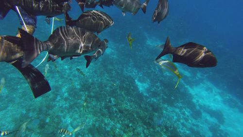 Fish swimming in sea