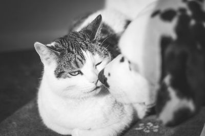 Close-up portrait of cat lying at home